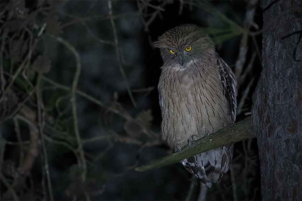 Brown Fish-Owl